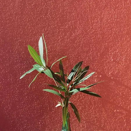 Quinta Soizas - Sao Martinho * Alfeizerao