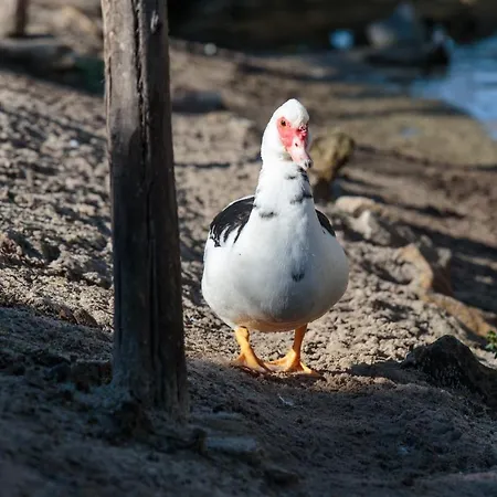Quinta Soizas - Sao Martinho Сasa de vacaciones *