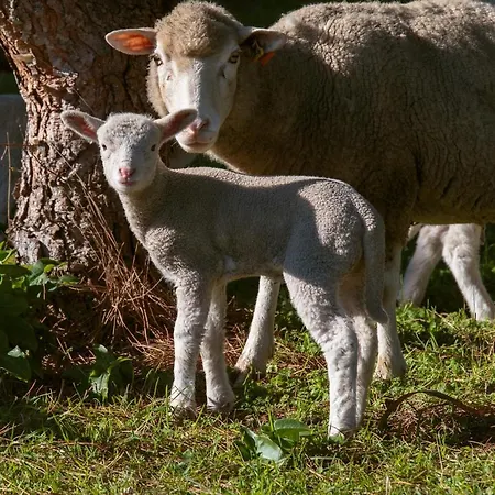 Сasa de vacaciones Quinta Soizas - Sao Martinho Alfeizerão