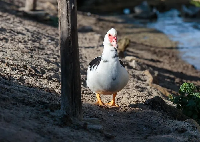 Quinta Soizas - Sao Martinho Casa vacanze *
