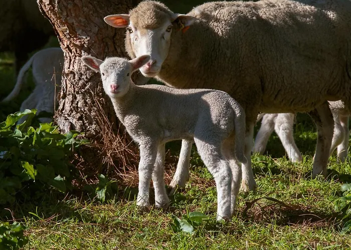 Casa vacanze Quinta Soizas - Sao Martinho Alfeizerão